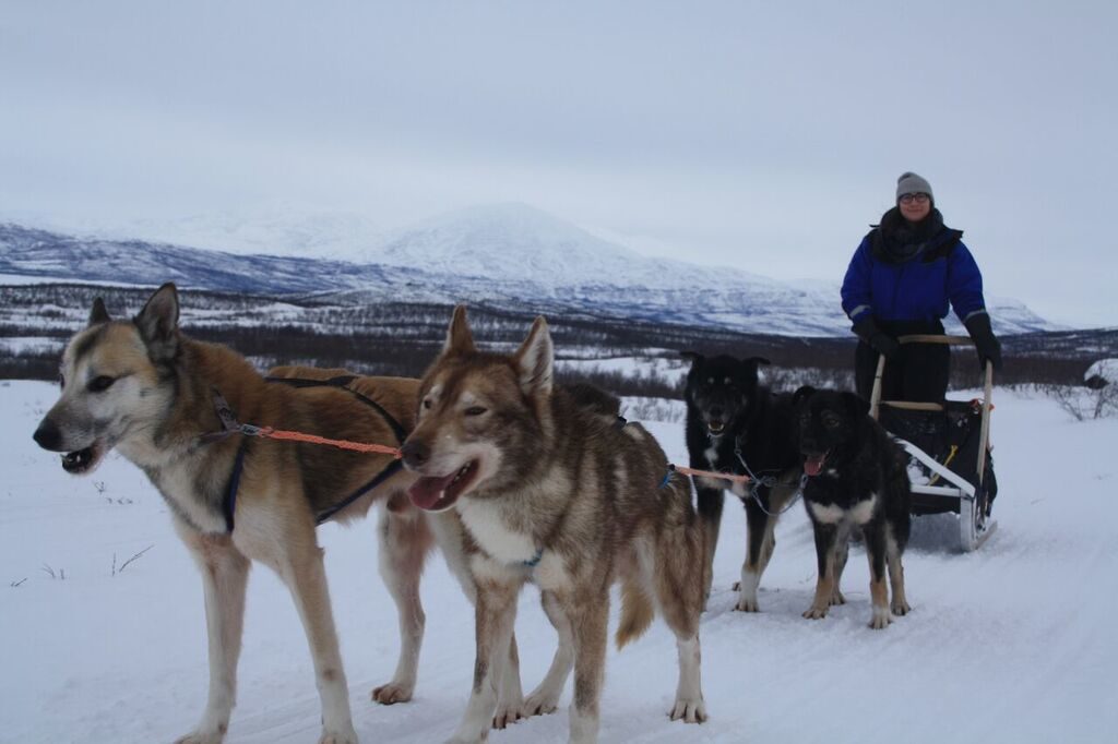 Allison Green on a dog sled tour of Abisko, Sweden, with a team of huskies enjoying the beautiful Arctic landscapes around Abisko