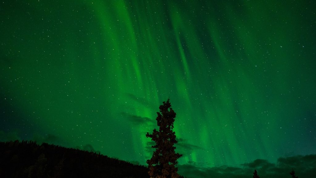 The green hue of the Abisko northern lights illuminating a tree and low-lying clouds on the horizon