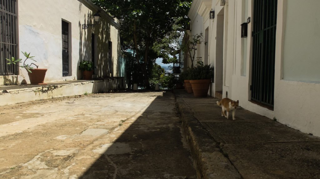 street cats Old San Juan