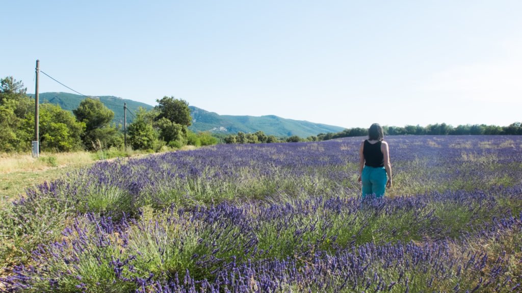 Lavender fields in villages of Provence