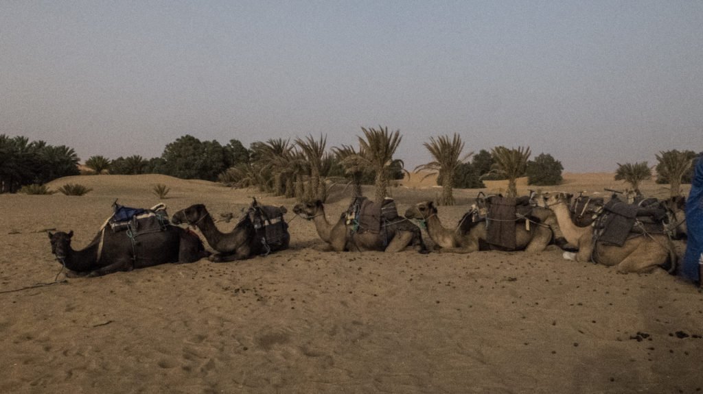 A group of camels near the dusk hour sitting on the sand