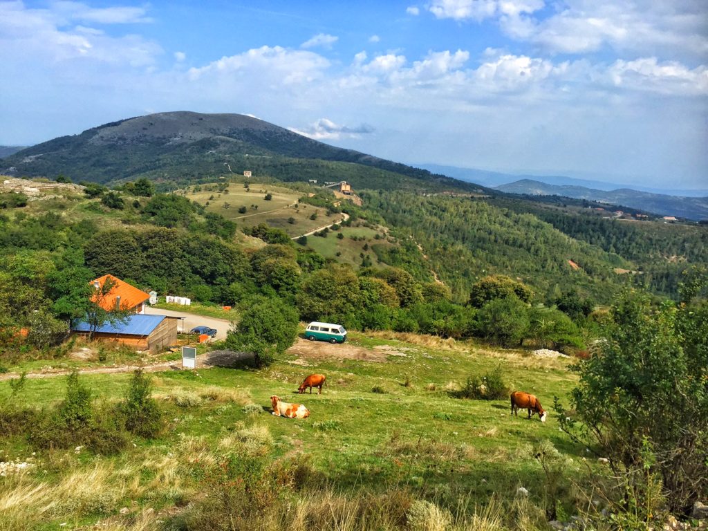 Cows on a field with a fortress and some trees in the distance and a van visible far away