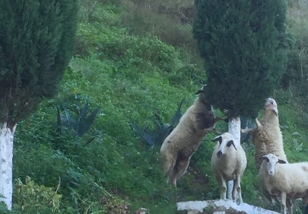 goats-in-berat