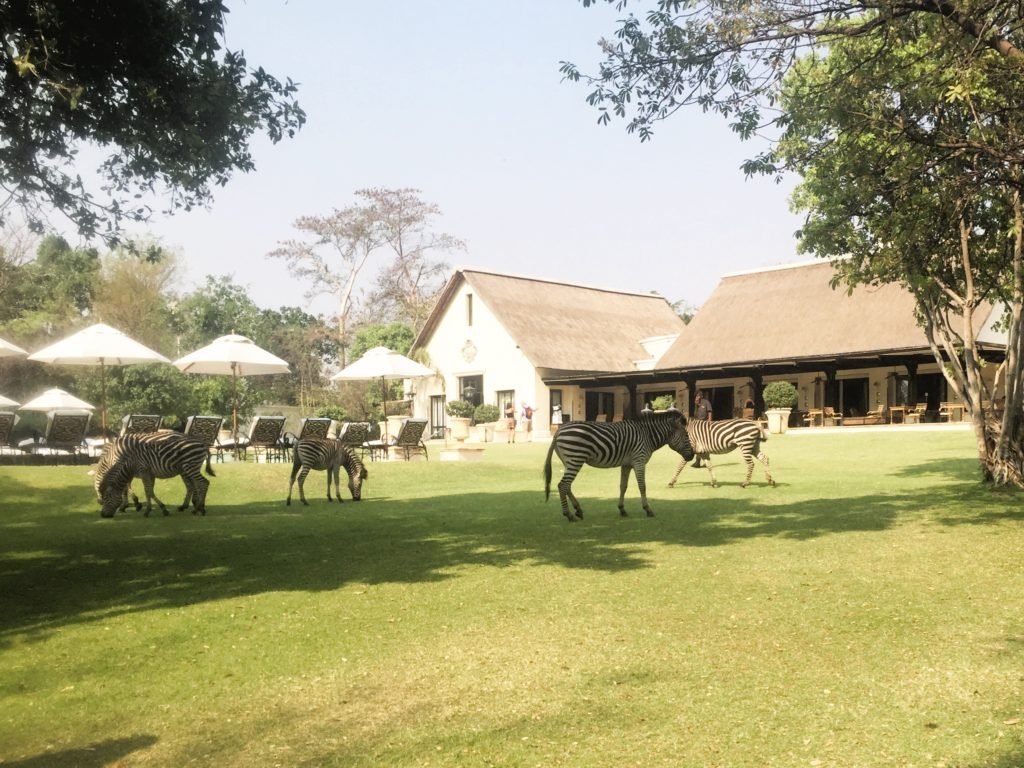 Drink tea with zebras - one of the must do things in Livingstone Zambia