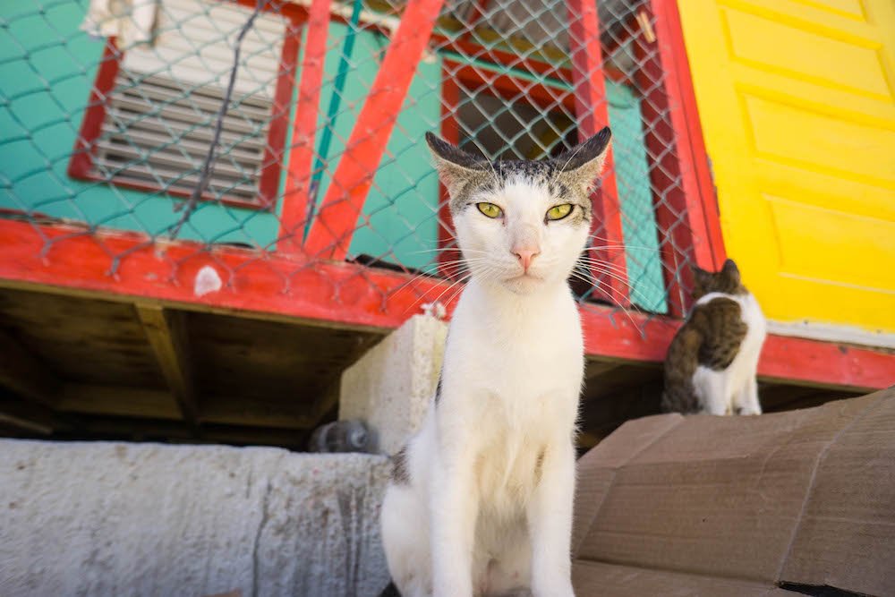 An adorable cat at the animal shelter of Caye Caulker making direct eye contact