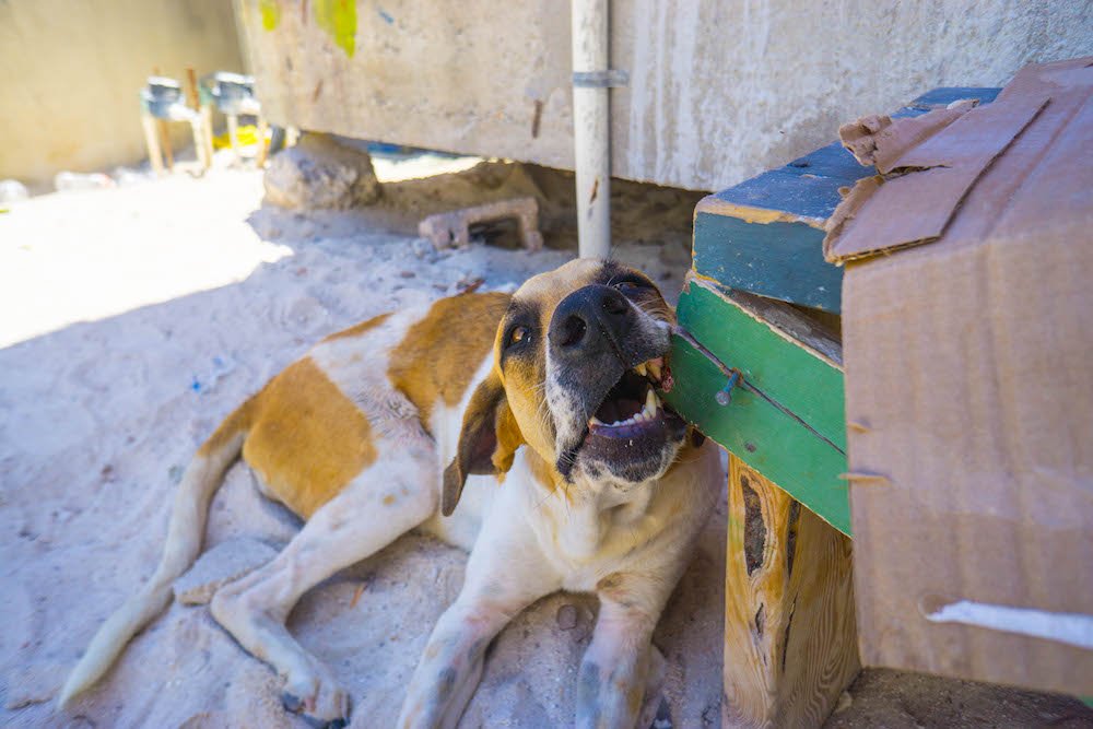  dog biting the wood at an animal shelter