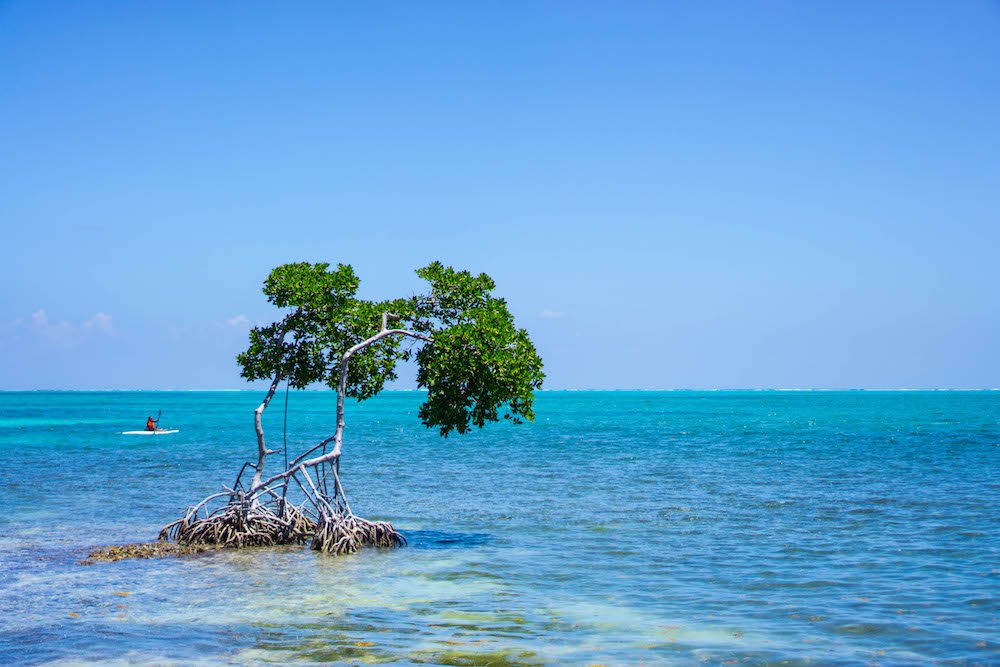 view of mangrove on the water in caye caulker