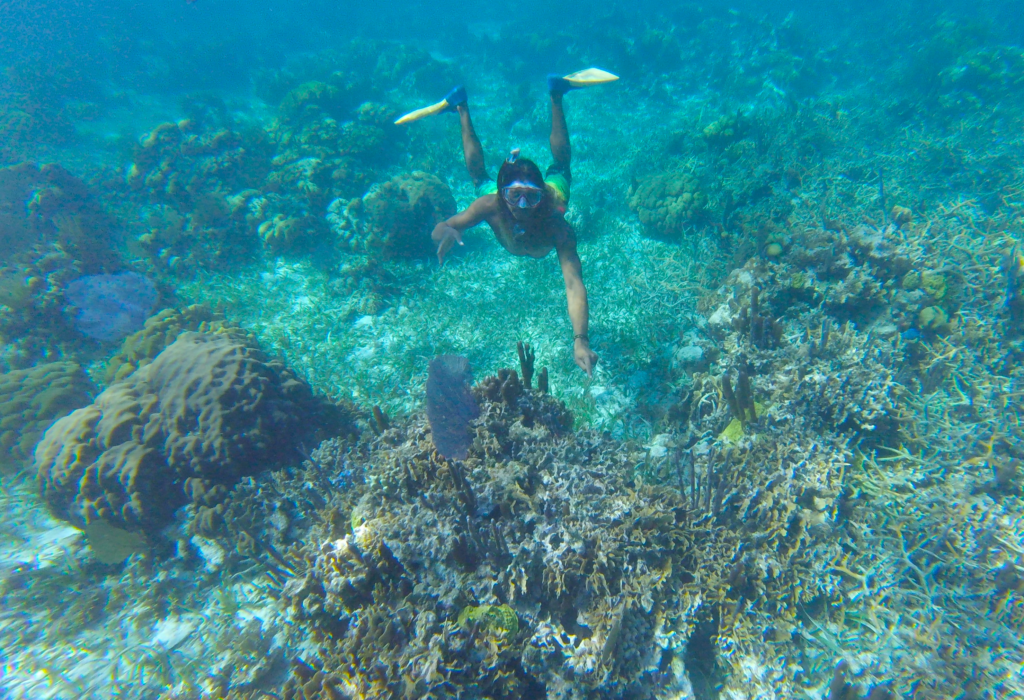 Seeing coral while snorkeling Belize