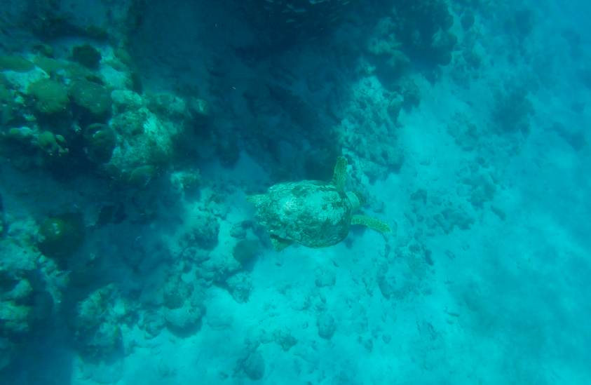 A great way to go snorkeling in Belize with a tour