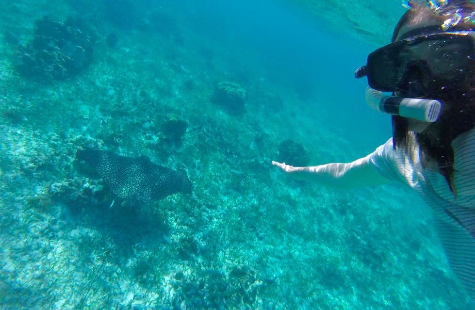 snorkeling in Caye Caulker, Belize - one of the many creatures you'll see!