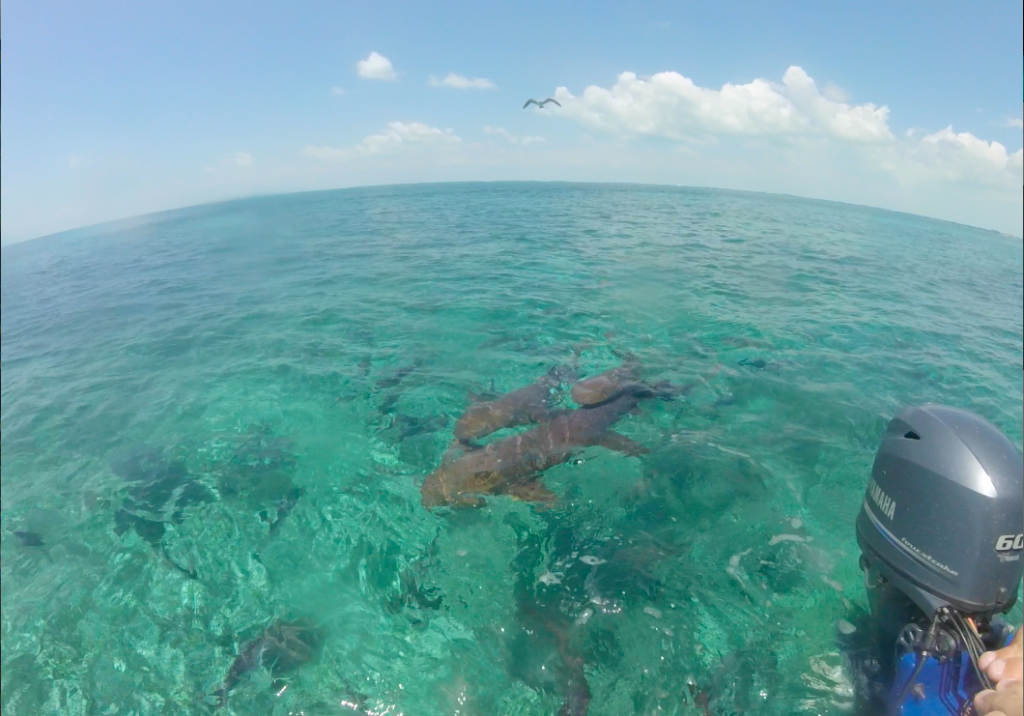 sharks approaching as you snorkel in the hol chan marine reserve