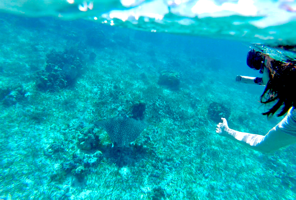 I found an eagle ray while snorkeling