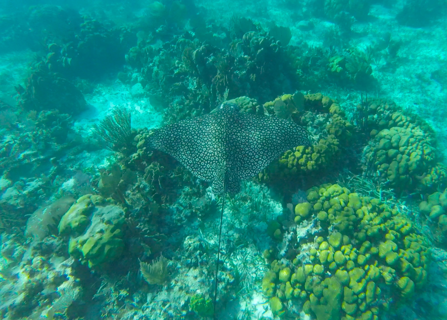 spotted eagle ray seen in hol chan marine reserve while snorkeling