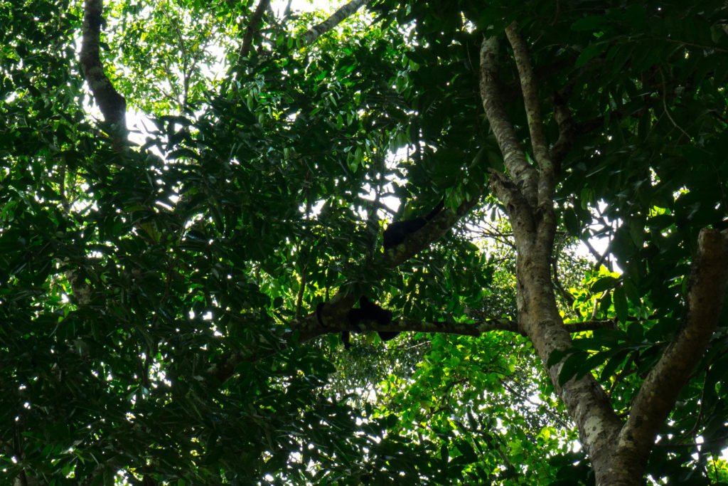 Howler monkeys abound in the trees