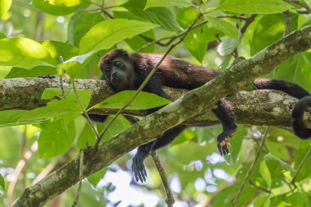 visit with howler monkeys, one of the greatest things to do in Belize
