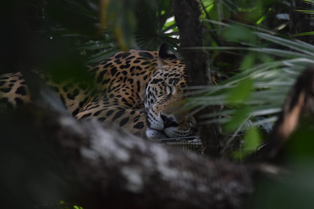 Looking for jaguars in Belize