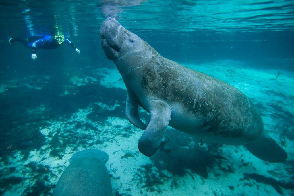 Snorkeler admiring the manatee of Caye Caulker from a distance