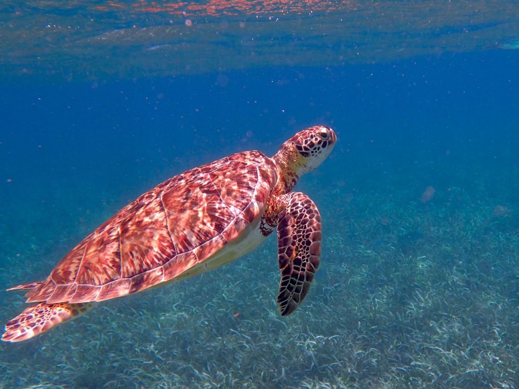 swim with turtles in Belize