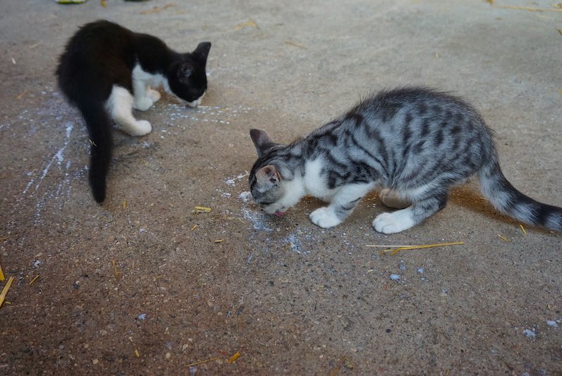 Kittens lapping up spilled milk