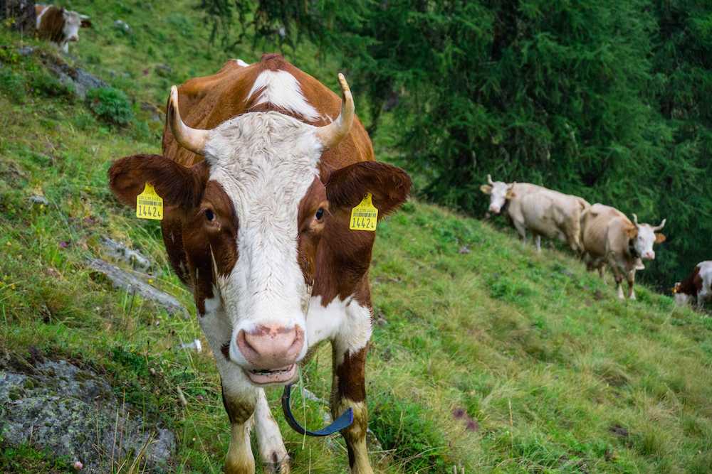 The cows of Nendaz Switzerland - so adorable!