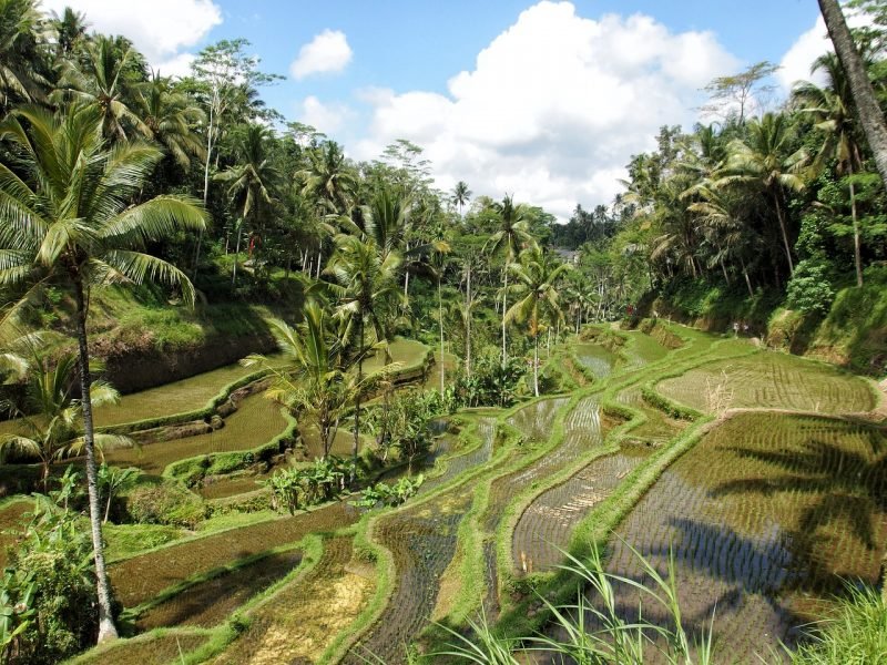 Ubud, another great place to stay in Bali