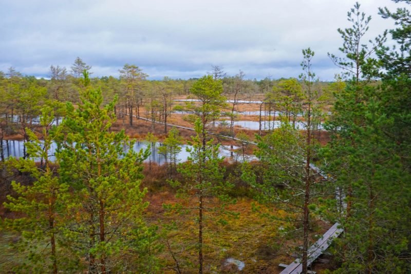 One of the most fun things to do in Tallinn is visit Viru Bog