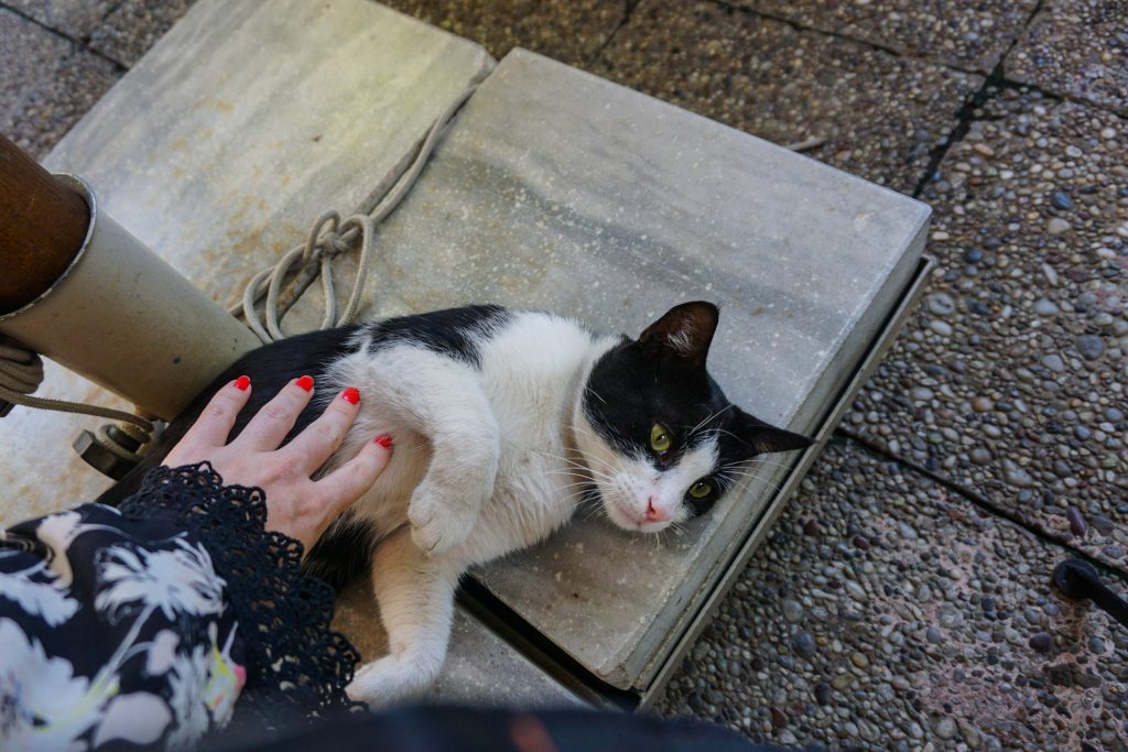 allison rubbing a cats belly in istanbul