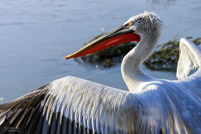 bird watching, a must do in Montenegro