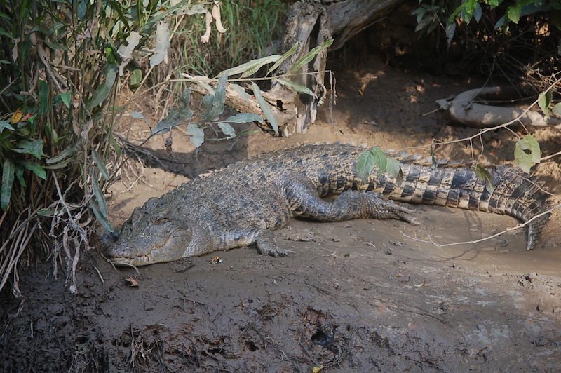 A resting crocodile