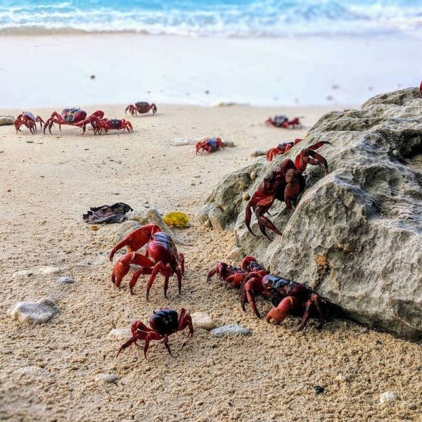 Crabs Migrating in Australia