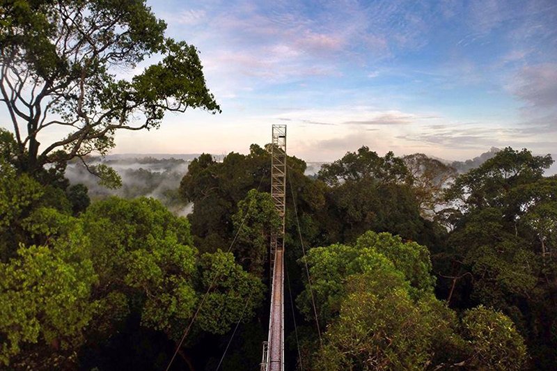 Why These Surfers Want to Restore a Rainforest