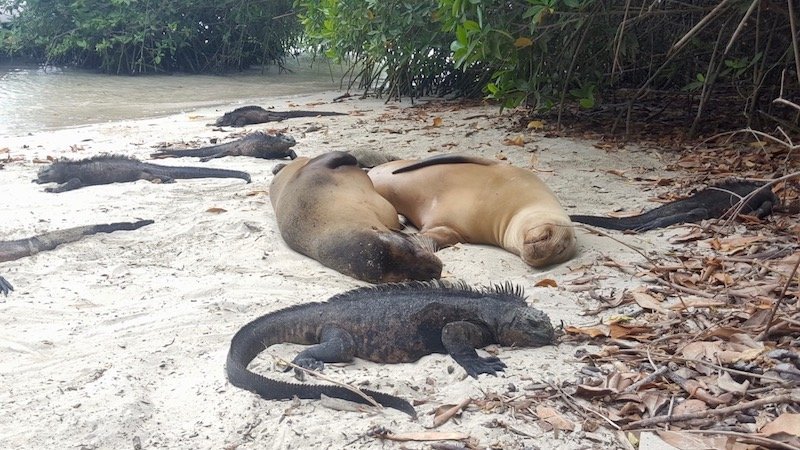 Seals and iguanas relaxing on a beach. Galapaagos.