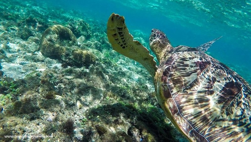 A sea turtle and coral. Apo Island, Philippines, an ecotourism destination for water lovers.