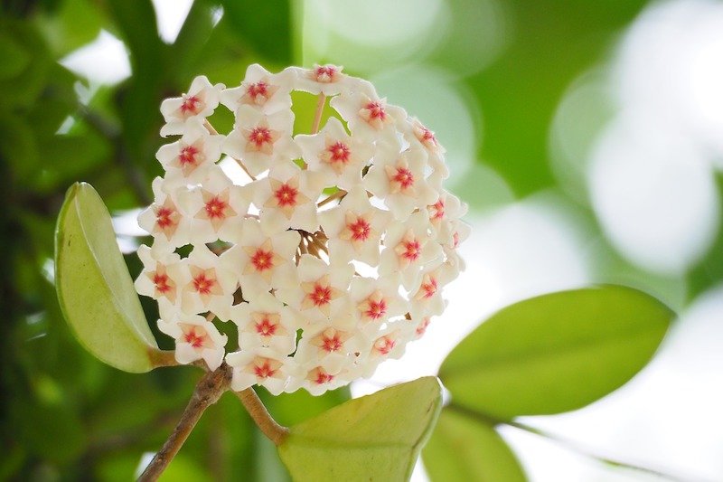 white flowers with pink centers blossoming on a green tree