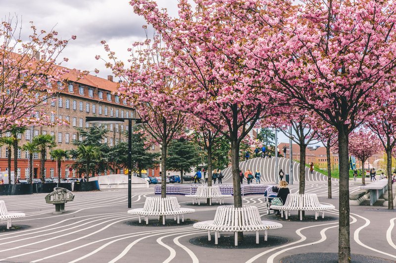 bright pink cherry trees and benches that go around the trees on a cloudy day visiting a fun park in norrebro, copenhagen.