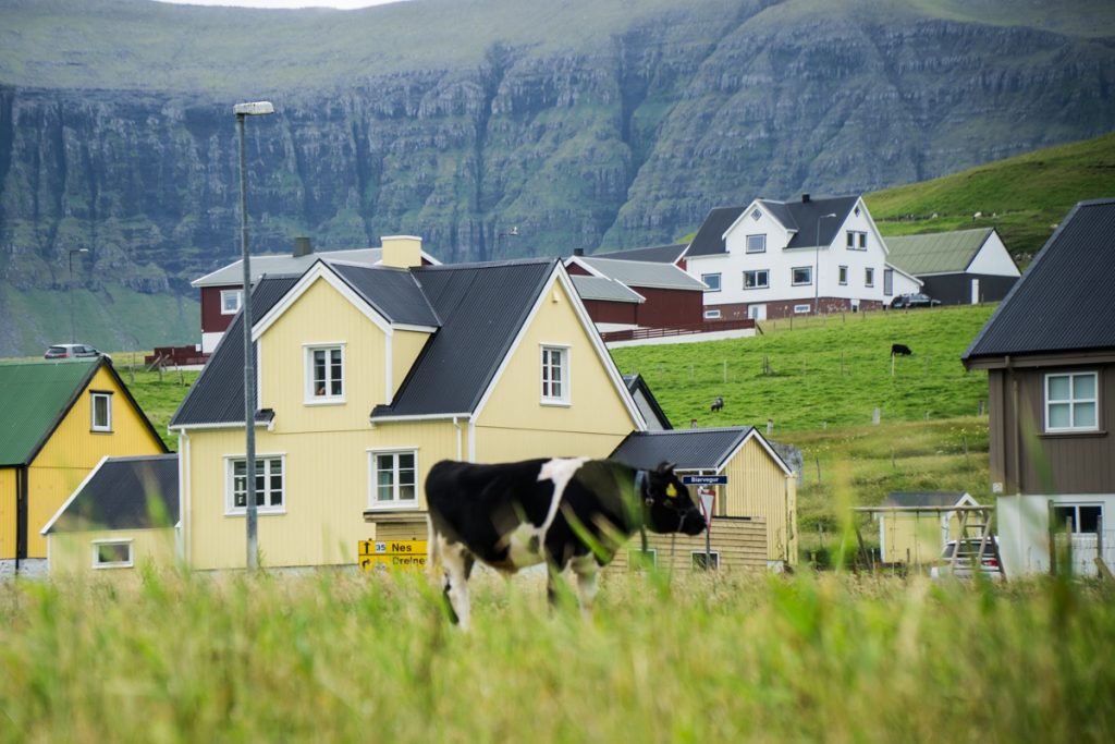 a cow in front of a yellow house on the island of suduroy