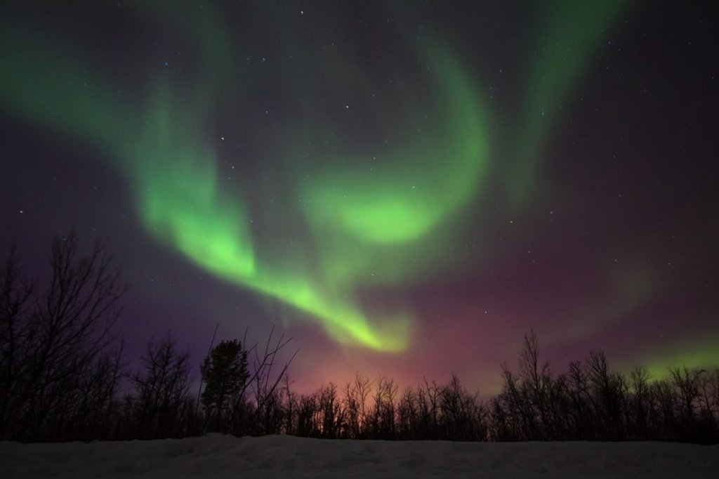 The aurora swirling in the night sky, with purple and green colors, and snow on the ground and barren trees making a silhouette against the sky.