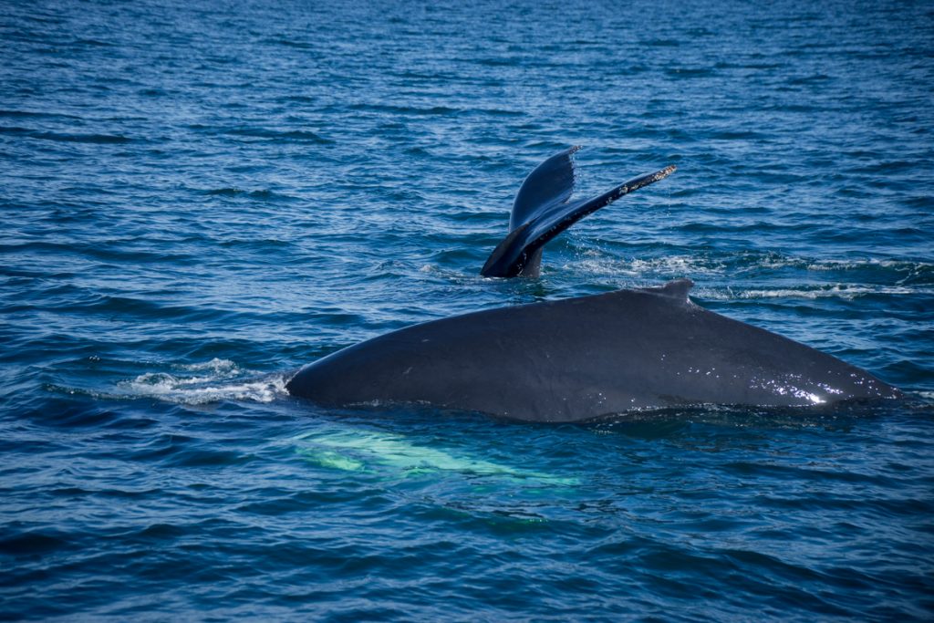 whales diving into the water