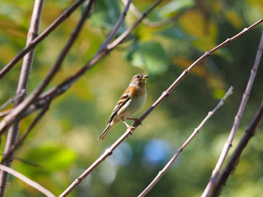 a bird standing on a branch in a taipei park, a moment of peace and serenity