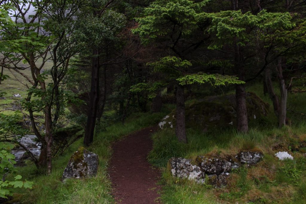 a cluster of a few small trees on kunoy where there is a single forest on the faroe islands