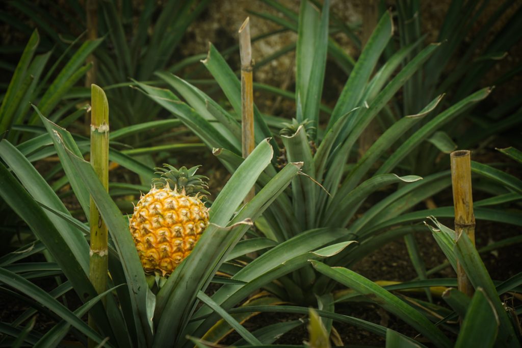 a teeny tiny azorean pineapple