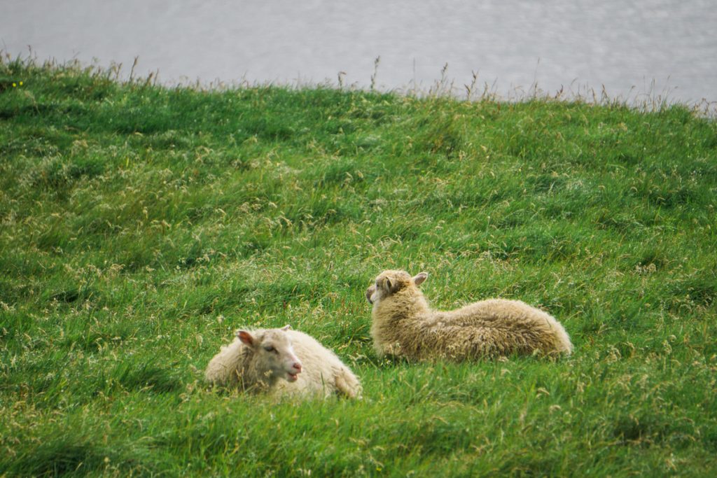 sheep in the fog in the faroe islands