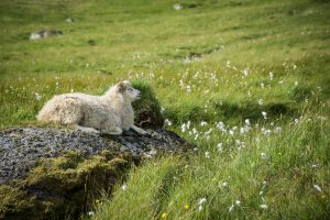 13 Photos of Faroese Sheep to Brighten Up Your Day