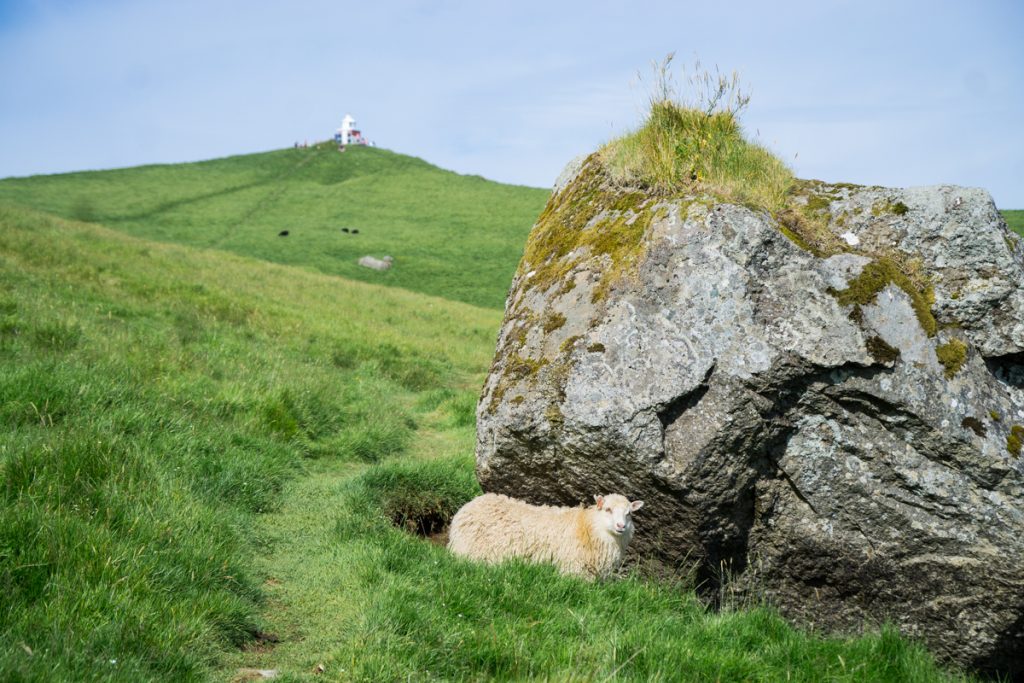 hiking on kalsoy island with sheep next to a rock