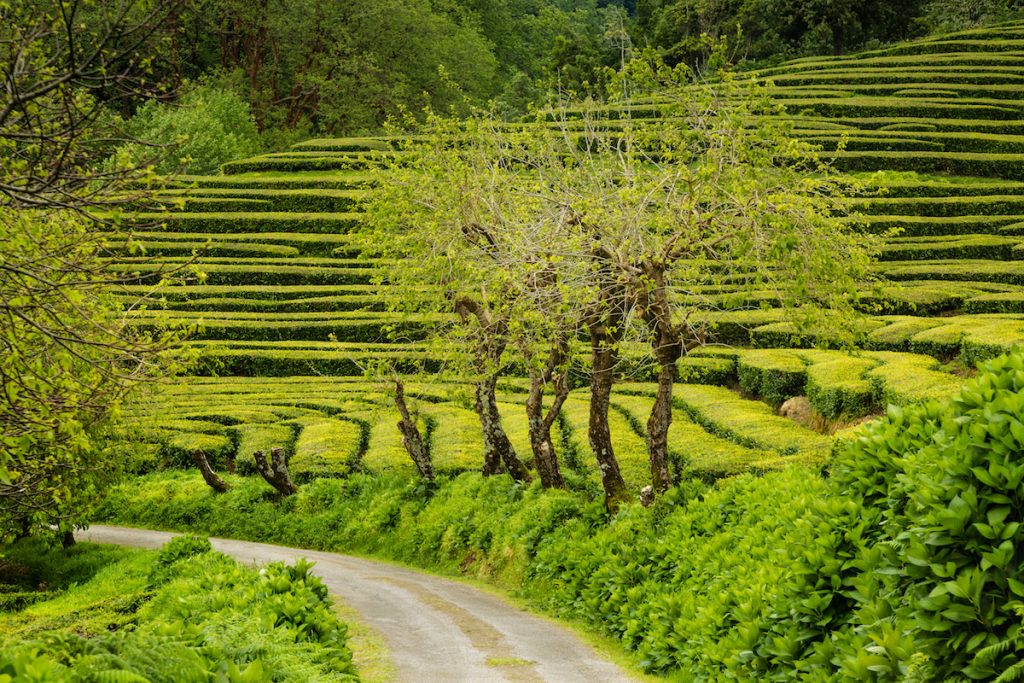 tea plantations next to a road and trees