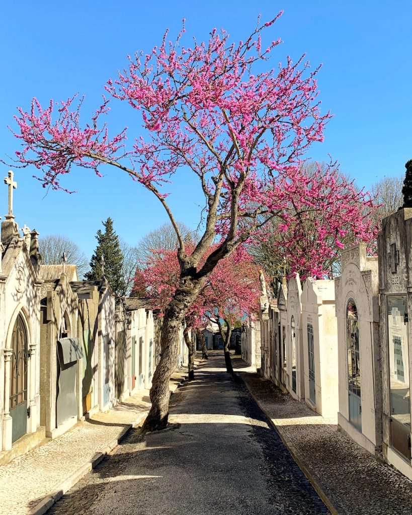 Cherry tree blooming in lisbon in the spring