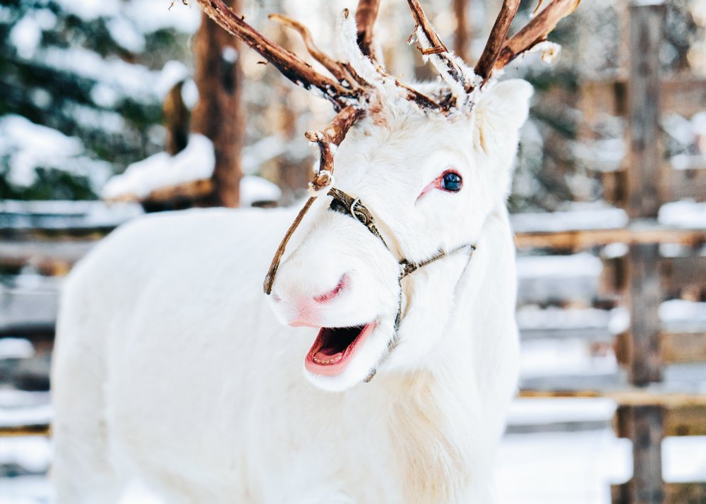 A white reindeer on a Sami led tour guide where you meet the reindeers on a local farm in Sweden