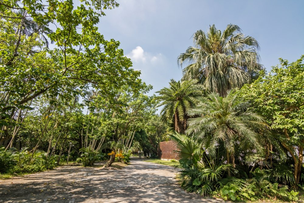 palm trees and overgrown jungle style landscape in a park in central taipei