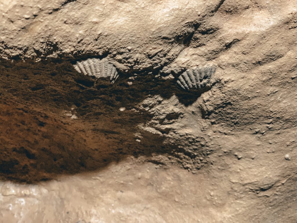 View of seashell fossils on the cave walls that you can see when you go caving in Budapest