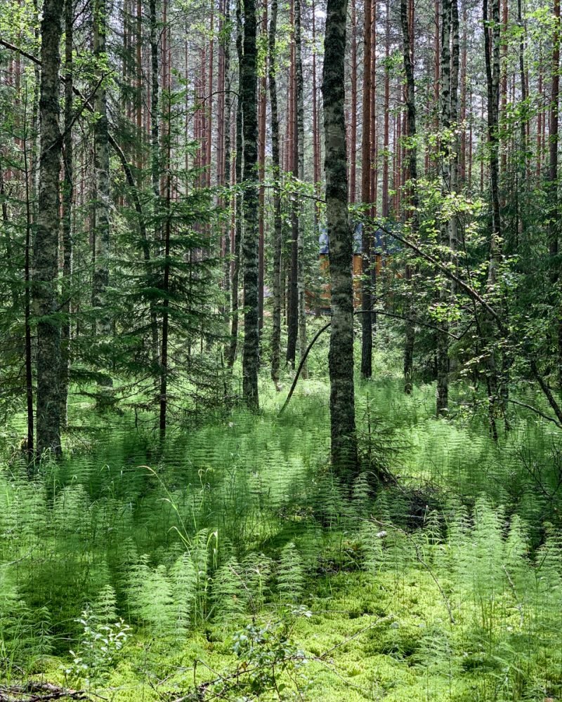 the boreal forest outside of tampere with tall trees and ferns and grasses